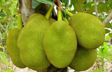 Pikantný veggie jackfruit guláš