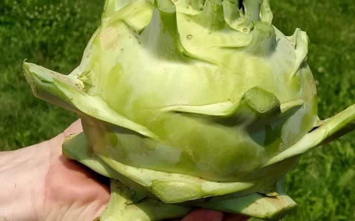 Kedlubnový guláš - LC