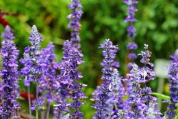 Šalvěj lékařská (Salvia officinalis)