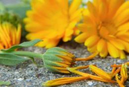 Měsíček lékařský (Calendula officinalis)