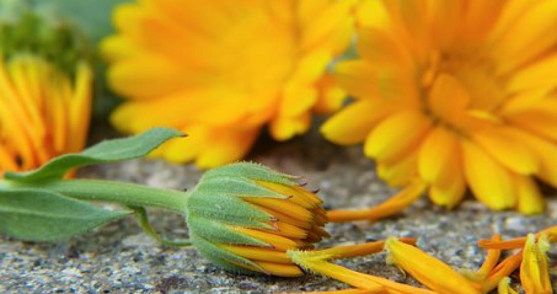 Měsíček lékařský (Calendula officinalis)